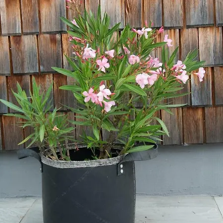 Bramsauerhof Apartment *