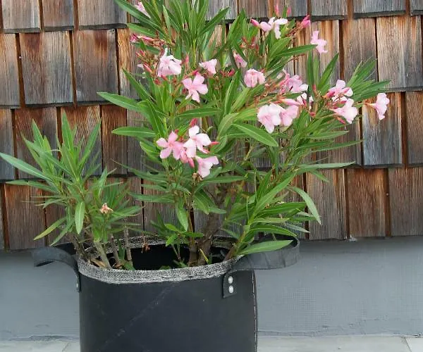 Bramsauerhof Apartmán *